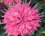 Monarda pardonmypink
