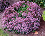 Origanum vulgare diabolo