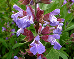 Salvia officinalis