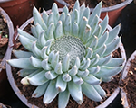 Orostachys spinosa