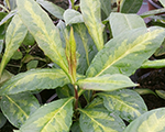Phlox pan narwianskiwir