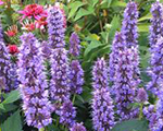 Agastache bluefortune