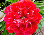 Paeonia rubraplena officinalis