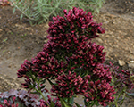 Phlox pan redfeelings