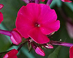 Phlox pan nadia