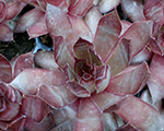 Sempervivum bigsamcountryred