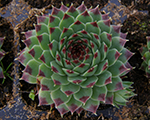 Sempervivum calcareum