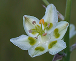 Zigadenus elegans