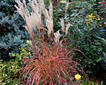 Miscanthus sinensis afrika