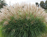 Miscanthus sinensis hermanmussel