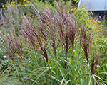 Miscanthus sinensis rotfuchs