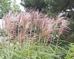 Miscanthus sinensis sirene