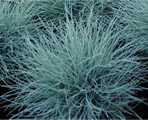 Festuca valesiaca glaucanth