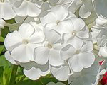 Phlox pan david