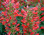 Agastache kudosred