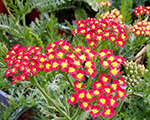 Achillea millefolium millyrockred