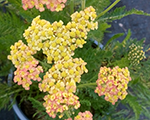Achillea millefolium millyrockyellowterracota