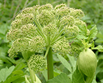 Angelica archangelica