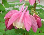 Aquilegia flabellata cameored andwhite