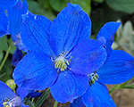 Delphinium grandiflorum blauerzwerg