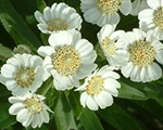 Achillea ptarmica nanacompacta