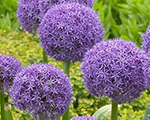 Alliums globemaster