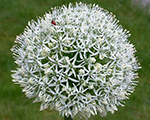 Allium mounteverest