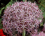 Allium kristofa