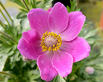 Anemone springbeautypink
