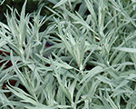 Artemisia ludoviciana silverqueen