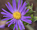 Aster amellus blueking