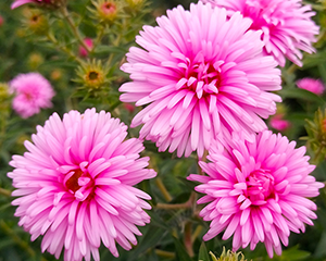 Ziemastere Jaunanglijas 'Harrington’s Pink'