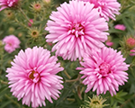 Aster novaeangliae harringtonspink