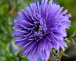 Aster novibelgii percythrower