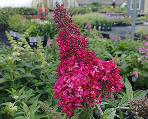 Budleja 'Prince Charming'