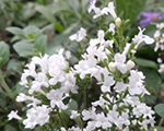 Calamintha nepeta whitecloud