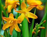 Crocosmia crocosmiiflora georgedavidson