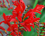 Crocosmia crocosmiiflora lucifer