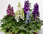 Delphinium delphinamix
