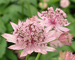 Astrantia pinkpride