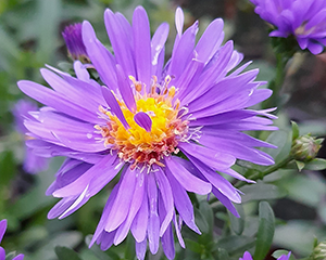 Ziemastere Jaunbeļģijas 'Magic Blue'