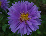 Aster novibelgii magicblue