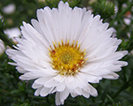 Aster novibelgii magicwhite