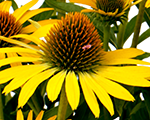 Echinacea fountainyellow