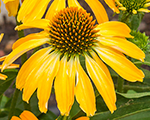 Echinacea goldenskipper