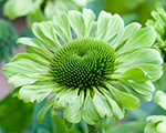 Echinacea greenjewel
