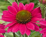 Echinacea magentapearl