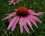 Echinacea magnus