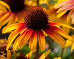 Echinacea parrot