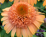 Echinacea supremecantaloupe